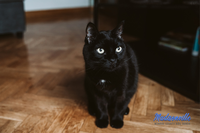 madisonville bail bonds